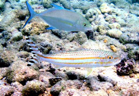 The Wayward Hawaiian: The Nightmare Goatfish!.